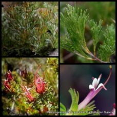 Woolly Bush Flat Freddy Prostrate x 1 Plants Native Ground cover Shrubs Wooly Hardy Groundcover Hedging Hedge Adenanthos meisneri